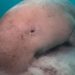 Induk Dugong Ditemukan Tewas di Pantai Bali