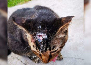 Kucing Lokal Dibakar, Sisa-Sisa Tengkoraknya Ditemukan di Woodlands