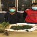 Tanam Ganja di Sela-sela Tanaman Cabai, Petani di Simalungun Diciduk Polisi
