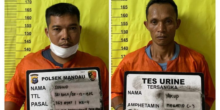 Ketahuan Maling Sawit, Dua Pria di Bengkalis Dijebloskan ke Penjara