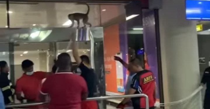 Heboh, Monyet Bikin Rusuh Bandara Hang Nadim