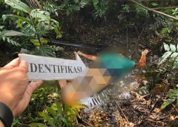 Perhentian Raja Geger, Mayat Wanita Tanpa identitas Ditemukan Membusuk di Kebun Sawit