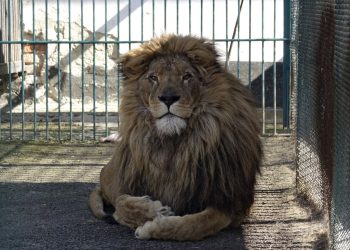 Alhamdulillah! Seekor Singa dan Serigala dari Kebun Binatang Ukraina berhasil Dievakuasi ke Rumania