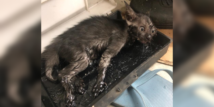 Anak Kucing Singapura Ditemukan Terjebak Dalam Perangkap Lem di Pasar Tampines