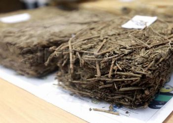 Simpan 18 Paket Ganja, Pria Paruh Baya Diringkus saat Santai di Warung