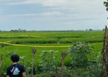 Wanita di Tegal Ditemukan Meninggal Mengenaskan di Sawah, Organ Vital Termutilasi