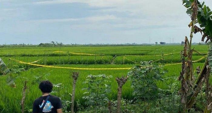 Wanita di Tegal Ditemukan Meninggal Mengenaskan di Sawah, Organ Vital Termutilasi