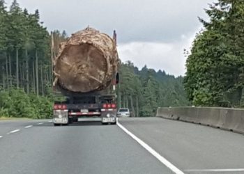 Foto Pohon Ini Mendadak Viral dan Picu Kemarahan Netizen
