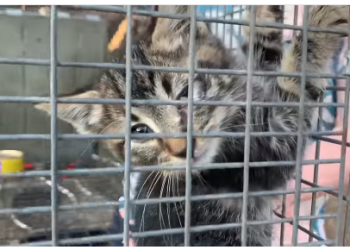 Ratusan Hewan, Termasuk Bangkai, Ditemukan di Rumah Seorang Wanita Tua