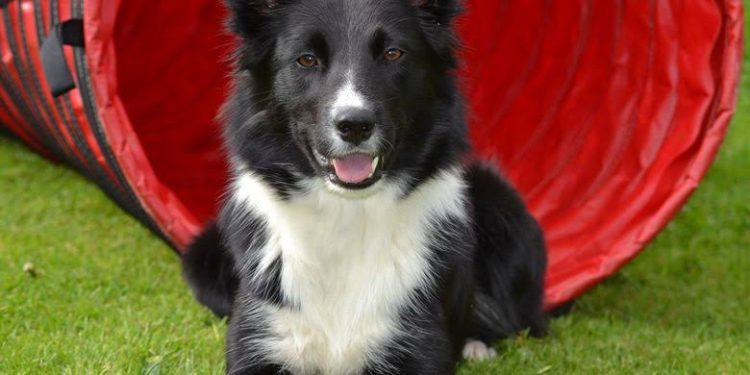 Polisi Masih Pelajari Laporan Dugaan Pencurian Anjing di Cipondoh