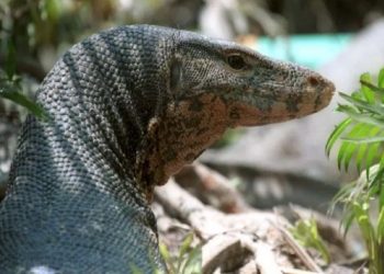 Edan, 4 Pria Ini Perkosa Biawak, lalu Membunuh dan Memakannya