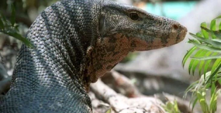 Edan, 4 Pria Ini Perkosa Biawak, lalu Membunuh dan Memakannya