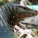 Edan, 4 Pria Ini Perkosa Biawak, lalu Membunuh dan Memakannya