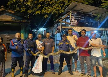 Ular Sanca 3,5 Meter Muncul dari Kloset Warga Bekasi