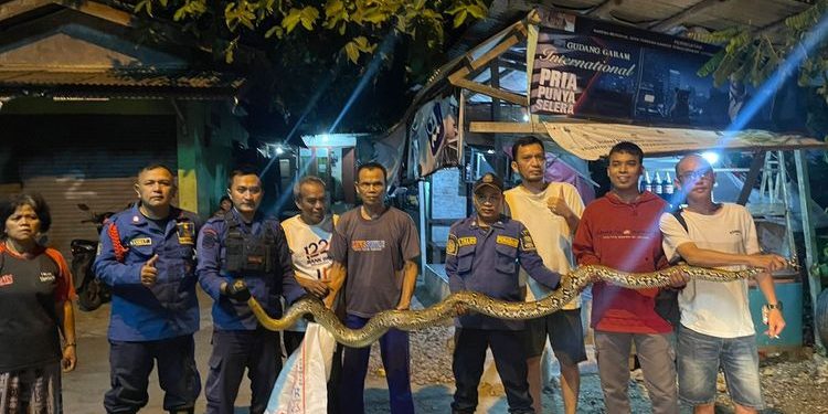 Ular Sanca 3,5 Meter Muncul dari Kloset Warga Bekasi