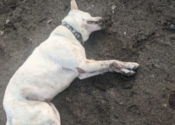 Siapa yang Membunuh Anjing di Pantai Berawa