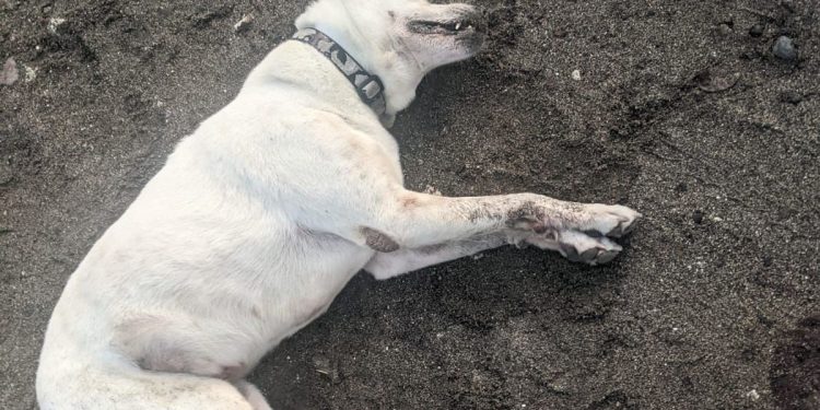 Siapa yang Membunuh Anjing di Pantai Berawa