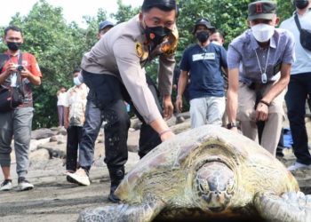 Nelayan Diadili Atas Upaya Perdagangan 9 Penyu Hijau yang Terancam Punah