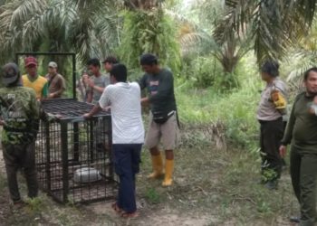 Tim BBKSDA Pasang Jerat Harimau di Desa Tasik Serai, Kecamatan Talang Muandau, Bengkalis