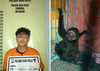 Polsek Siak Hulu Berhasil Gagalkan Jual Beli Satwa  Yang di Lindungi