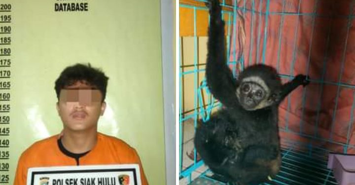 Polsek Siak Hulu Berhasil Gagalkan Jual Beli Satwa Yang di Lindungi