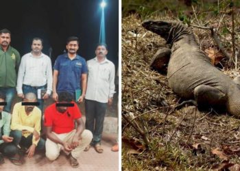 Empat Orang Ditangkap karena Diduga Perkosa Biawak Bengal