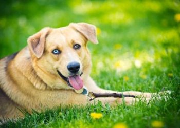 Anjing Ini Temukan Tulang Manusia yang Diidentifikasi sebagai Pria yang Hilang sejak Tahun Lalu