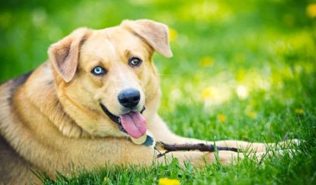 Anjing Ini Temukan Tulang Manusia yang Diidentifikasi sebagai Pria yang Hilang sejak Tahun Lalu