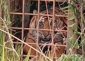 Kerap Kali Memangsa Ternak Warga, BKSDA Jambi Tangkap Harimau Dengan Perangkap