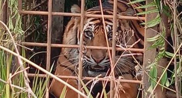 Kerap Kali Memangsa Ternak Warga, BKSDA Jambi Tangkap Harimau Dengan Perangkap