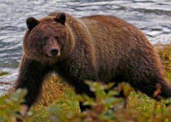 Duo Ayah Anak Dijatuhi Hukuman Penjara setelah Tembak Beruang Grizzly