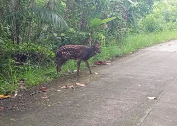 Rusa Tutul Visayan yang Terancam Punah Akhirnya Terlihat Berkeliaran di Alam Liar