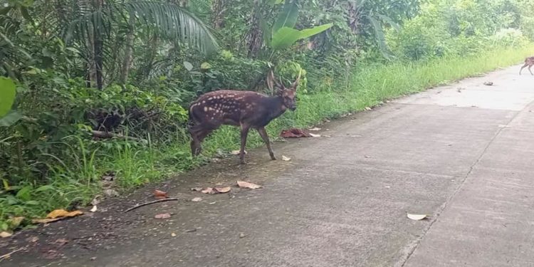 Rusa Tutul Visayan yang Terancam Punah Akhirnya Terlihat Berkeliaran di Alam Liar