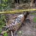 Tiga Harimau Sumatera di Aceh Tewas Terkena Jerat di Areal Perkebunan HGU PT Aloer Timur