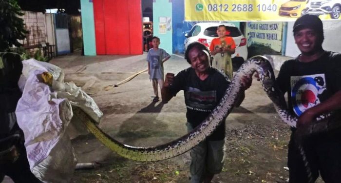 Warga Klaten Dikagetkan dengan Ular Piton 3,6 Meter Tiba-tiba Nyelonong ke Warung Soto