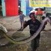 Warga Klaten Dikagetkan dengan Ular Piton 3,6 Meter Tiba-tiba Nyelonong ke Warung Soto
