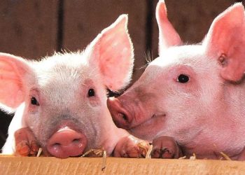 Keluarga Ini Khawatir Mayat Kerabatnya sudah Diberi Makan ke Babi