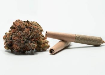 Pria Asal Jepang Ditangkap di Kuta Karena Kepemilikan Ganja