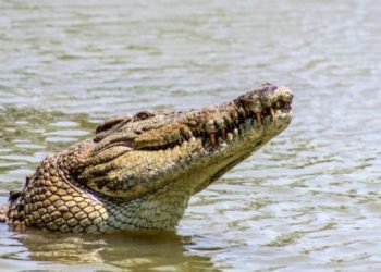 Ambil Air Wudhu di Pinggir Sungai, Wanita ini Nyaris Jadi Santapan Buaya