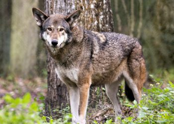 Serigala Merah Langka Ditemukan Tewas Tertembak, Paru-parunya Dipenuhi Lumpur