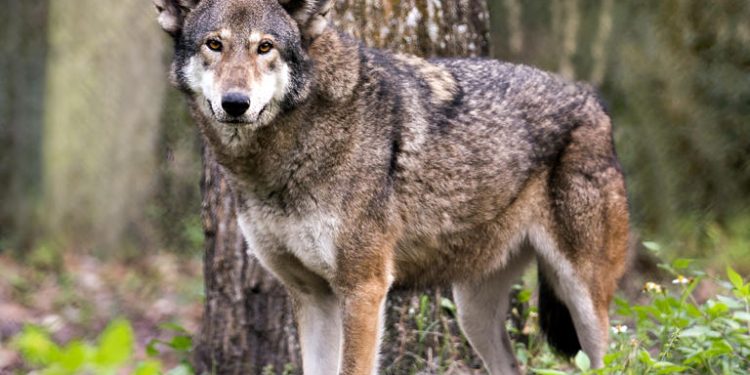 Serigala Merah Langka Ditemukan Tewas Tertembak, Paru-parunya Dipenuhi Lumpur