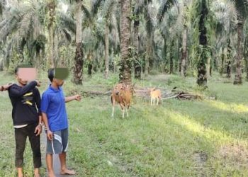 Dua Pelaku Pencuri Ternak Diringkus Polsek Tapung Hilir