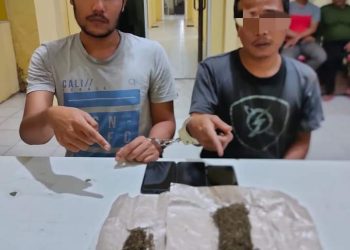 Dua Pelaku Daun Ganja Kering di Tangkap Polsek Tapung Hilir di Kebun Sawit
