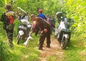Dinas Kesehatan Jembrana Pertimbangkan Untuk Memusnahkan Anjing Jalanan Ditengah Melonjaknya Kasus Rabies