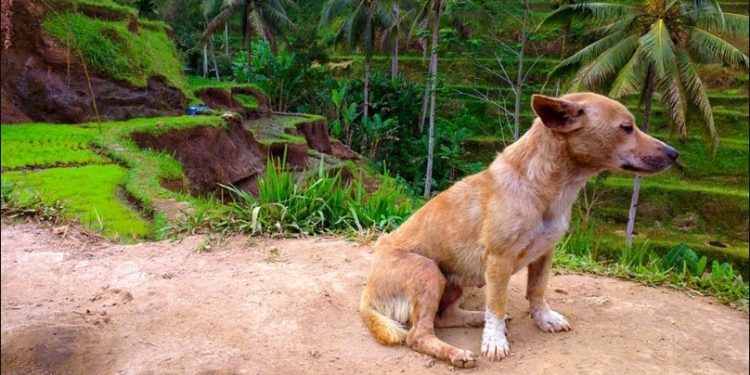 Tragis, Seorang Balita Meninggal Setelah Digigit Anjing Rabies