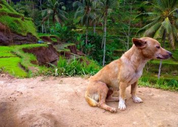 7 Warga Digigit Anjing Rabies di Tabanan