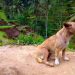 7 Warga Digigit Anjing Rabies di Tabanan