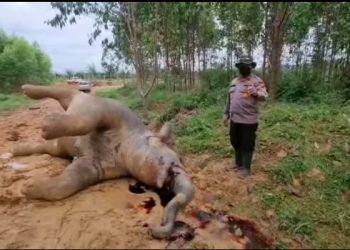 Gajah Betina Ditemukan Mati Bersimbah Darah di Kawasan PT Arara Abadi Bengkalis