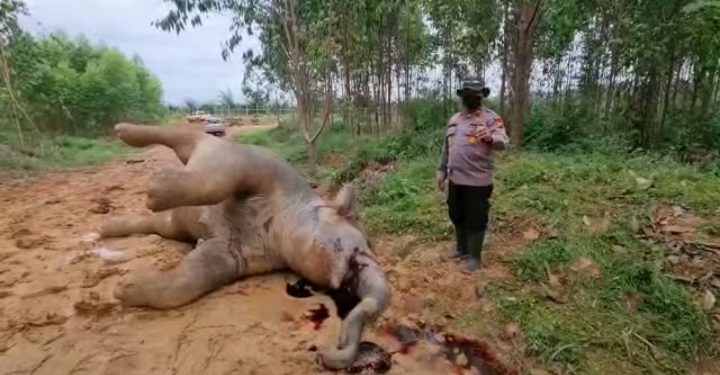 Gajah Betina Ditemukan Mati Bersimbah Darah di Kawasan PT Arara Abadi Bengkalis