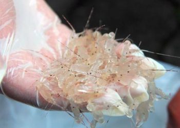 Penyelundupan Ribuan Benih Lobster ke Singapura Berhasil Digagalkan KKP dan Bea Cukai